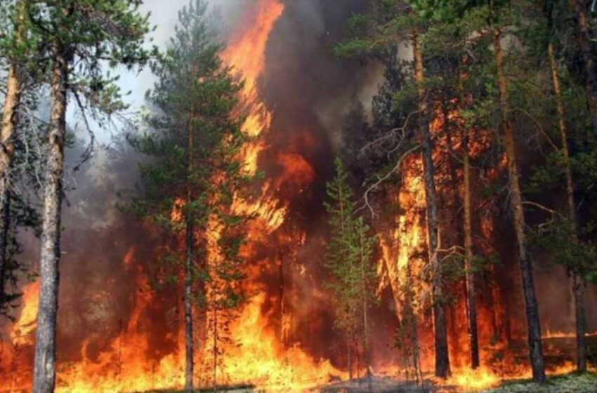  Боржомида ёнаётган ўрмонни ўчиришга вертолёт жалб қилинди