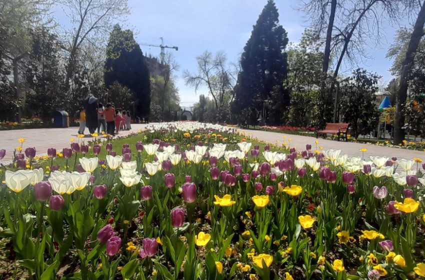  Гулҳои Душанбе